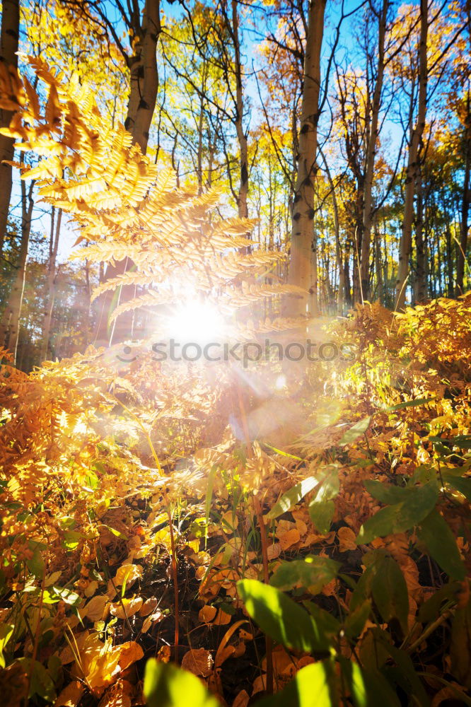 Similar – Foto Bild Waldweg Umwelt Natur