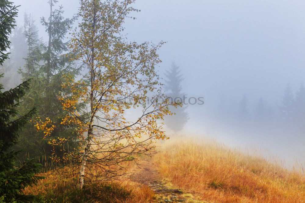 Autumn September foggy morning in mountains