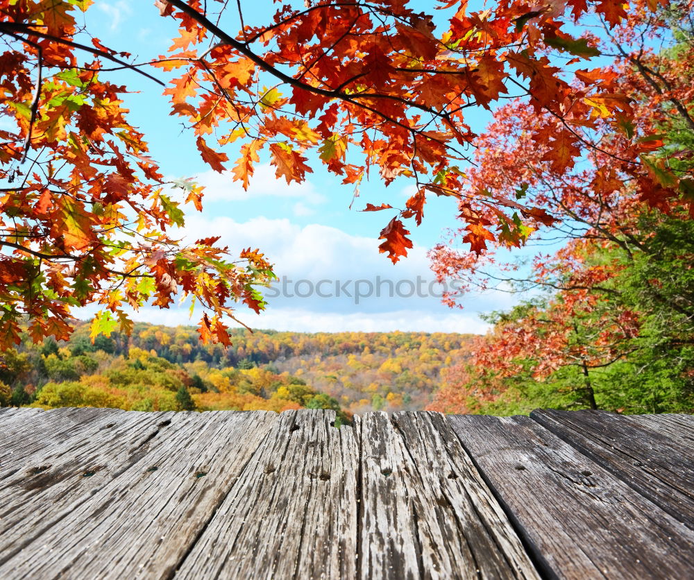 Similar – Image, Stock Photo autumn outlook