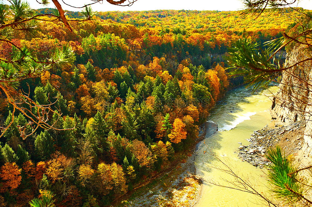 Similar – Image, Stock Photo autumn foliage Environment