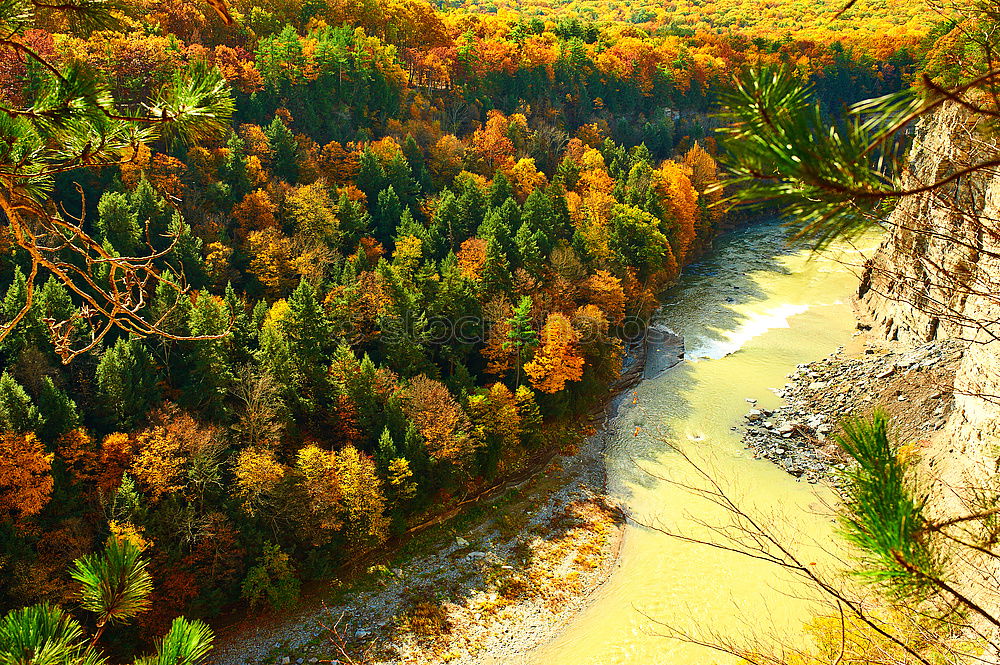 Similar – Image, Stock Photo autumn foliage Environment