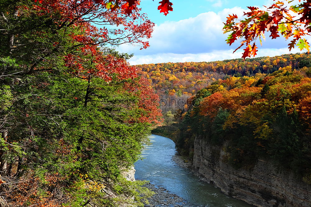 Similar – Image, Stock Photo autumn foliage Environment