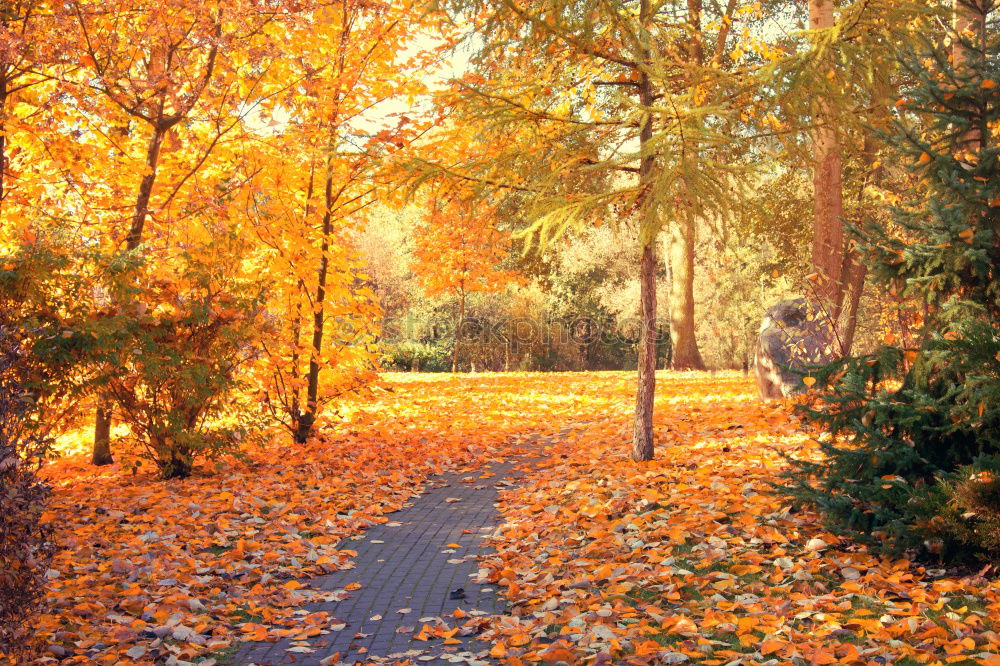 Similar – Fence and gate in an autumn garden