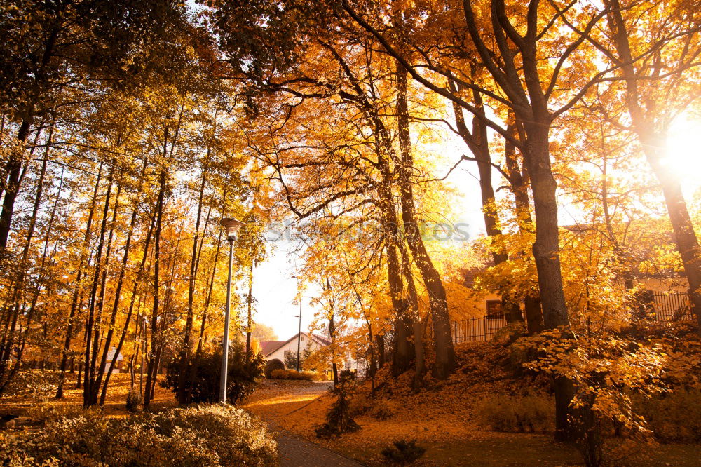 Similar – Goldener Herbst 1 Mensch