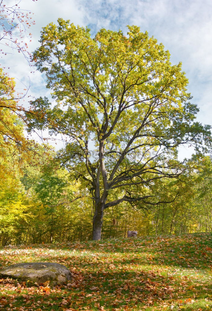 Similar – Image, Stock Photo Alter Ahorn, old maple