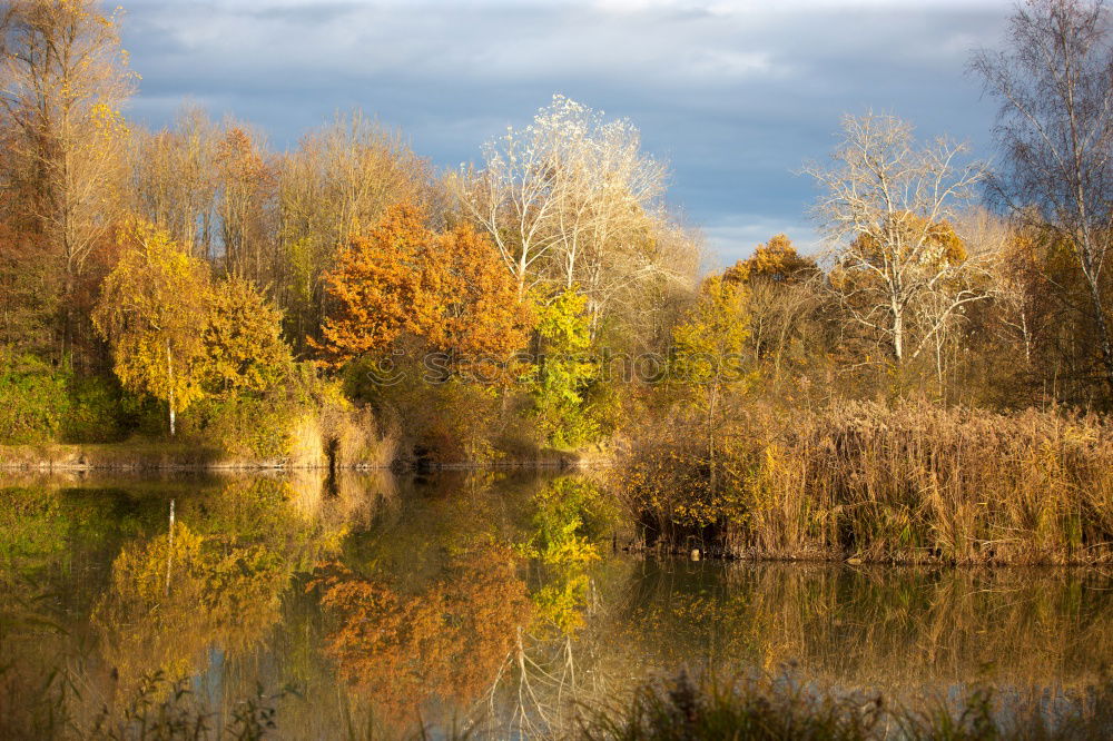 Similar – Image, Stock Photo autumn mood Nature