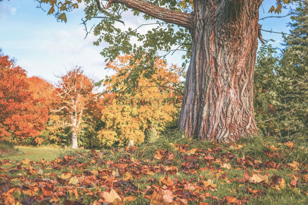 Similar – Image, Stock Photo Golden Autumn Leaf