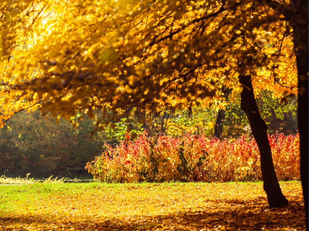 Similar – Image, Stock Photo autumn forest Nature Plant