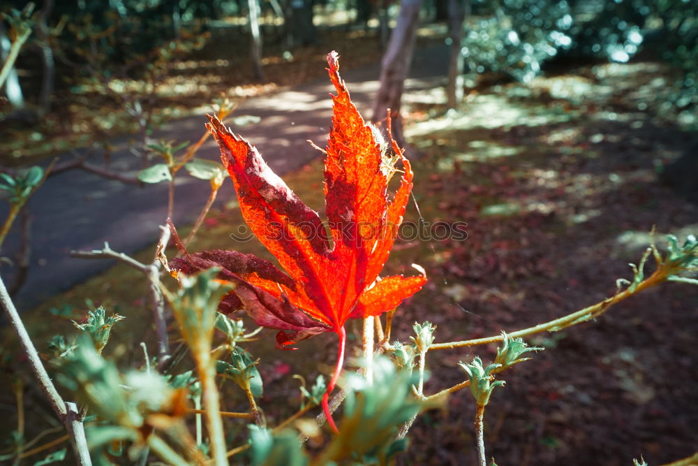 Similar – Image, Stock Photo Red-green October Autumn