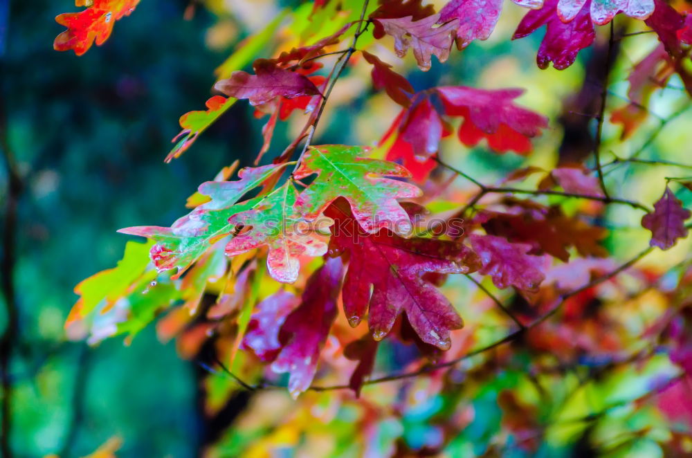 Similar – Image, Stock Photo Wild vine leaves in sunlight