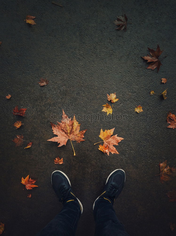 Similar – Schon besetzt Herbst Blatt