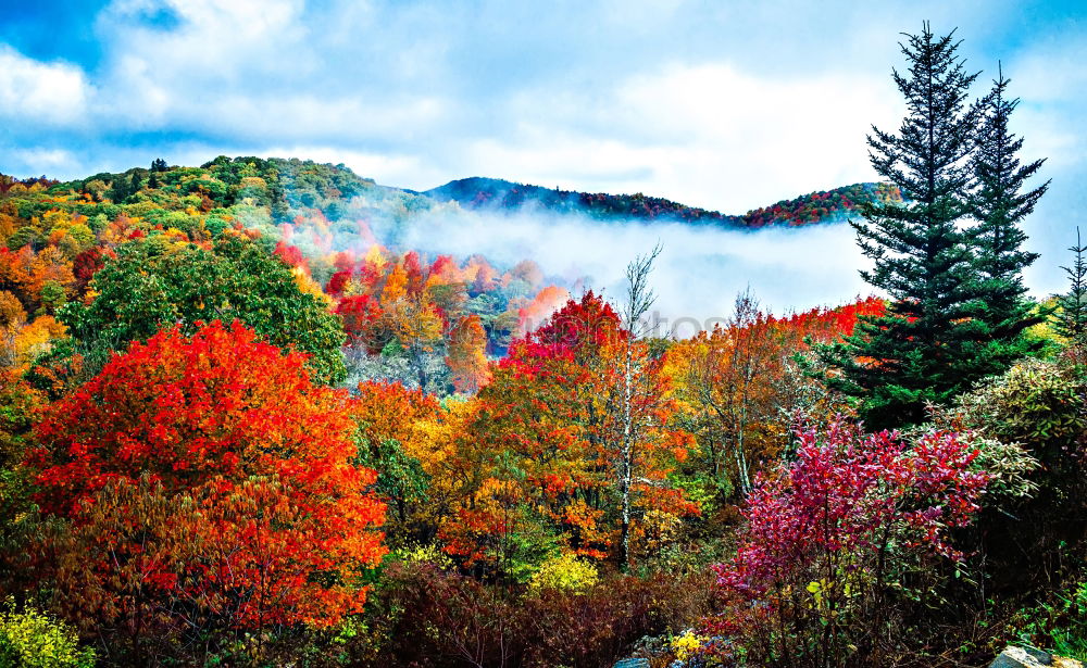 Similar – Image, Stock Photo Leaf colouring in autumn