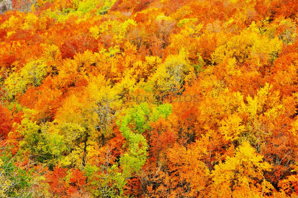 Similar – Image, Stock Photo textural image of autumn foliage