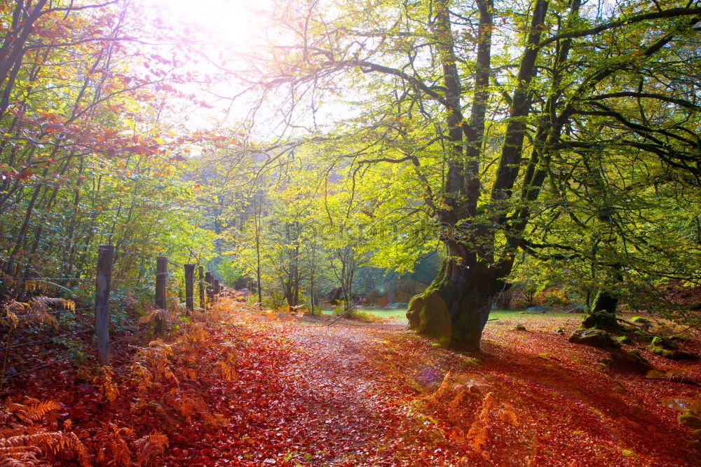 Similar – Image, Stock Photo Fairytale forest in the fall