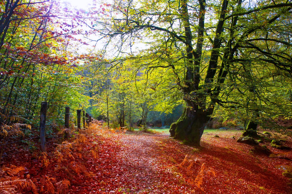 Similar – Image, Stock Photo Fairytale forest in the fall