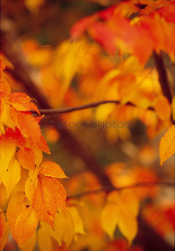 Similar – Image, Stock Photo wild wine in autumn colours