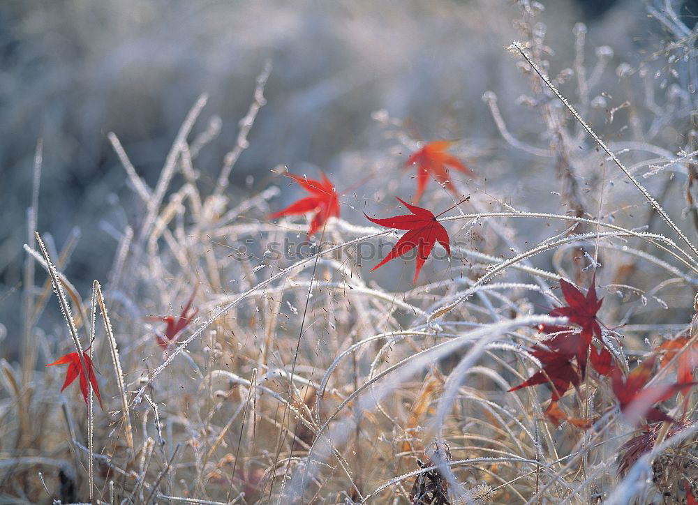 Similar – Image, Stock Photo hoarfrost Style Design