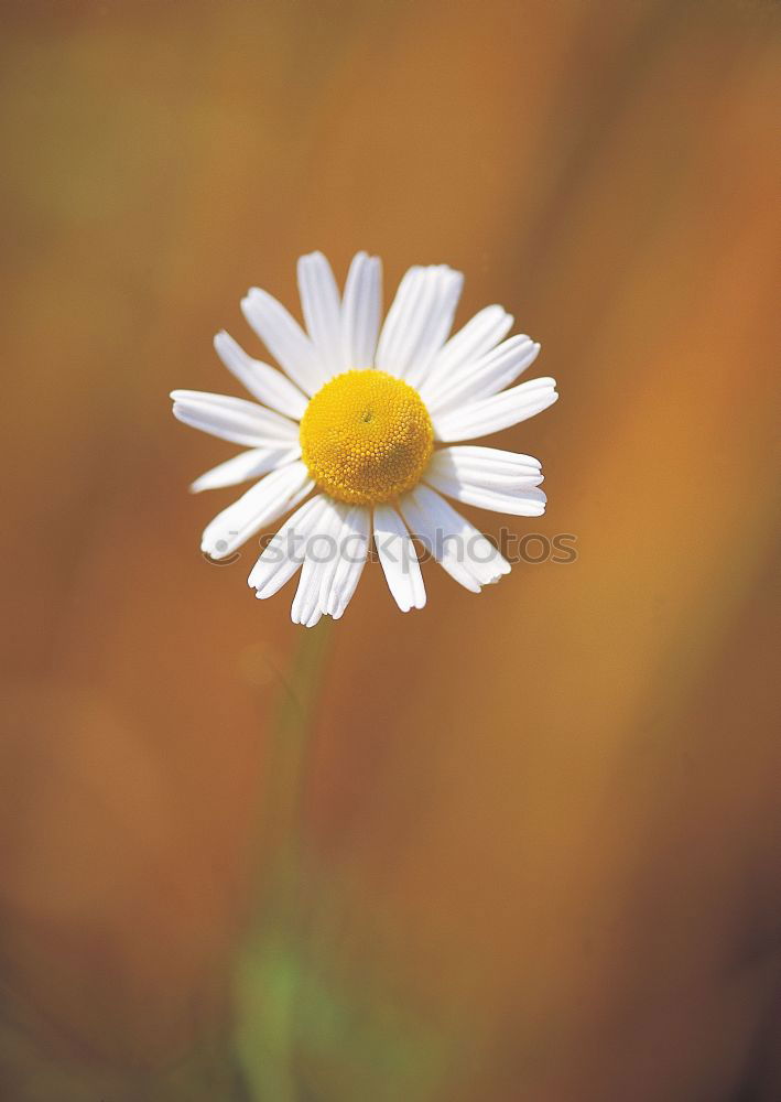 Similar – Image, Stock Photo Girl in autumn Plant