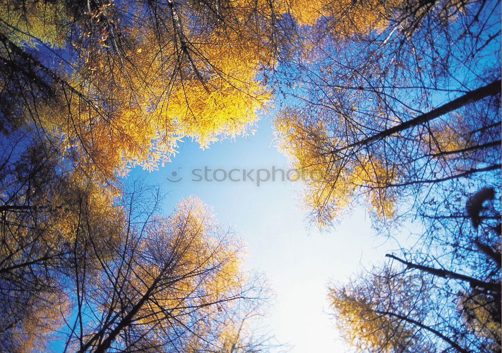 Similar – Image, Stock Photo it harbstet very much Leaf