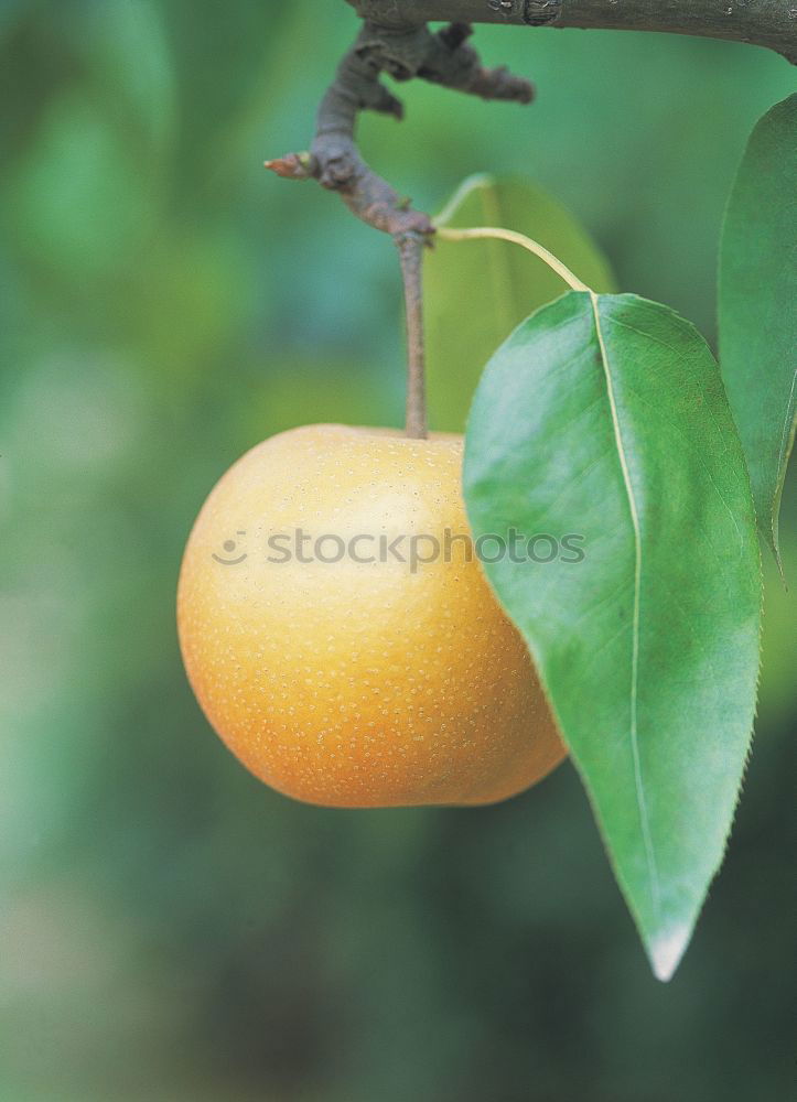 Similar – Image, Stock Photo Fresh Fruit for Rotting Vegetables