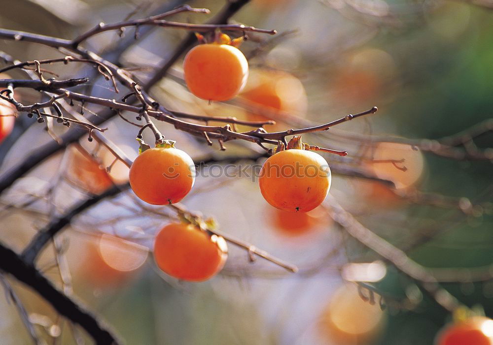 Similar – Orange tree Plant Tree