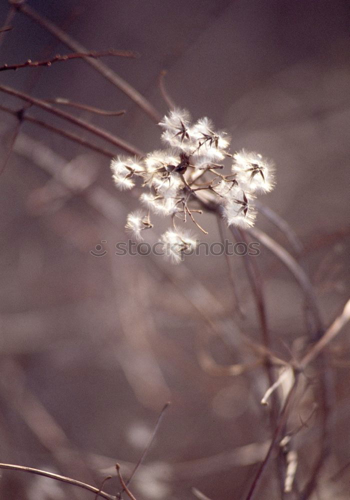 Similar – Schneeglöckchen Blume