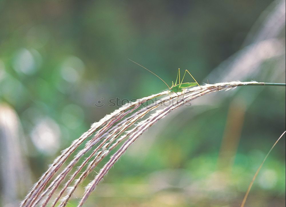 Similar – Free community, cabbage white butterfly caterpillars eat cabbage leaves