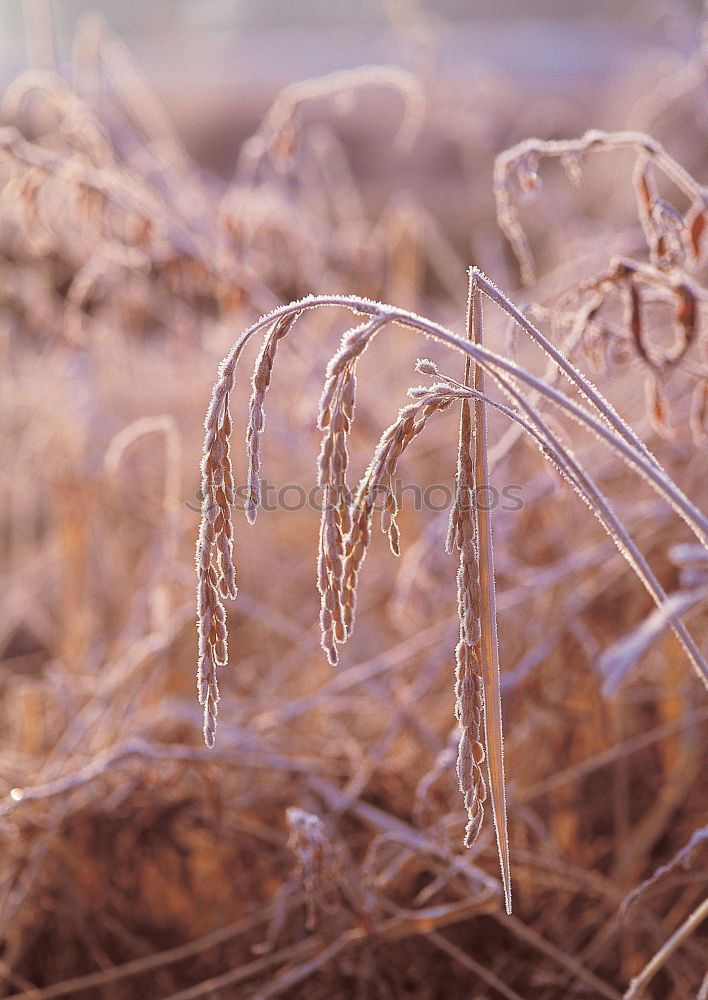 Similar – Image, Stock Photo Yarrow, caraway, fennel?