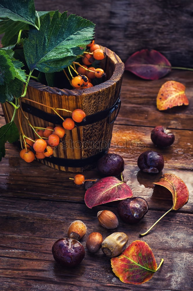 Image, Stock Photo Fresh plums with leaves