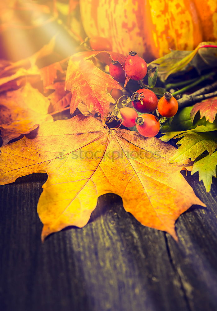 Similar – Autumn atmosphere on the garden table