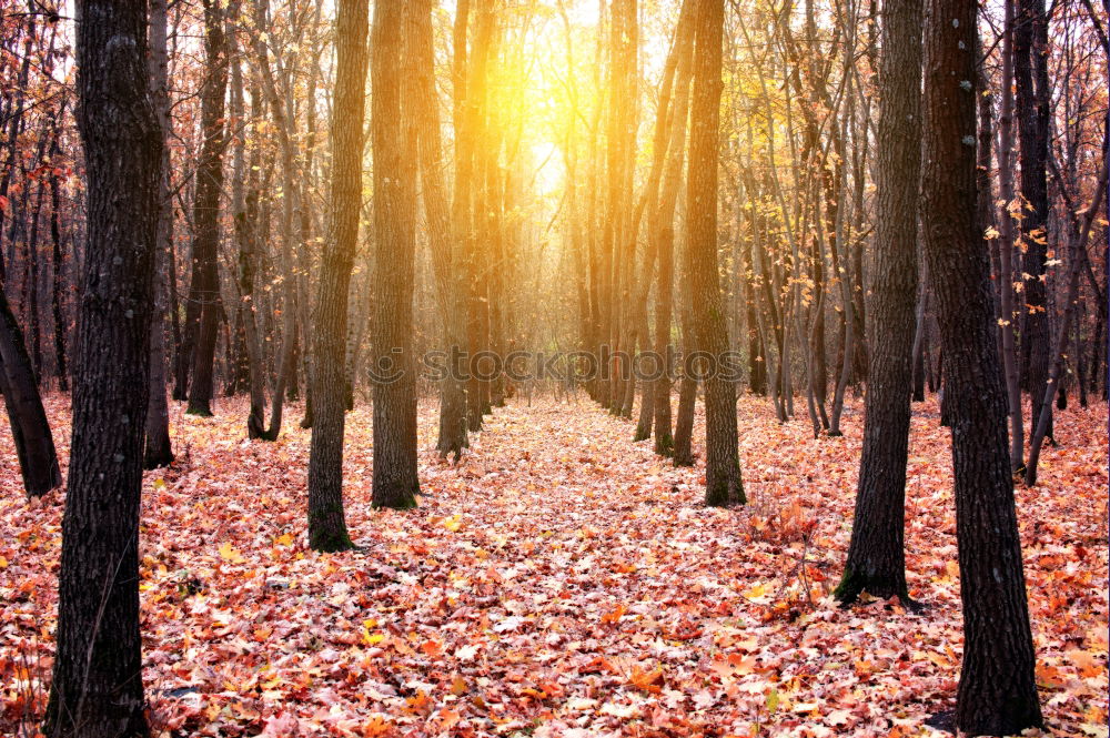 Similar – Image, Stock Photo Orange Nightmare