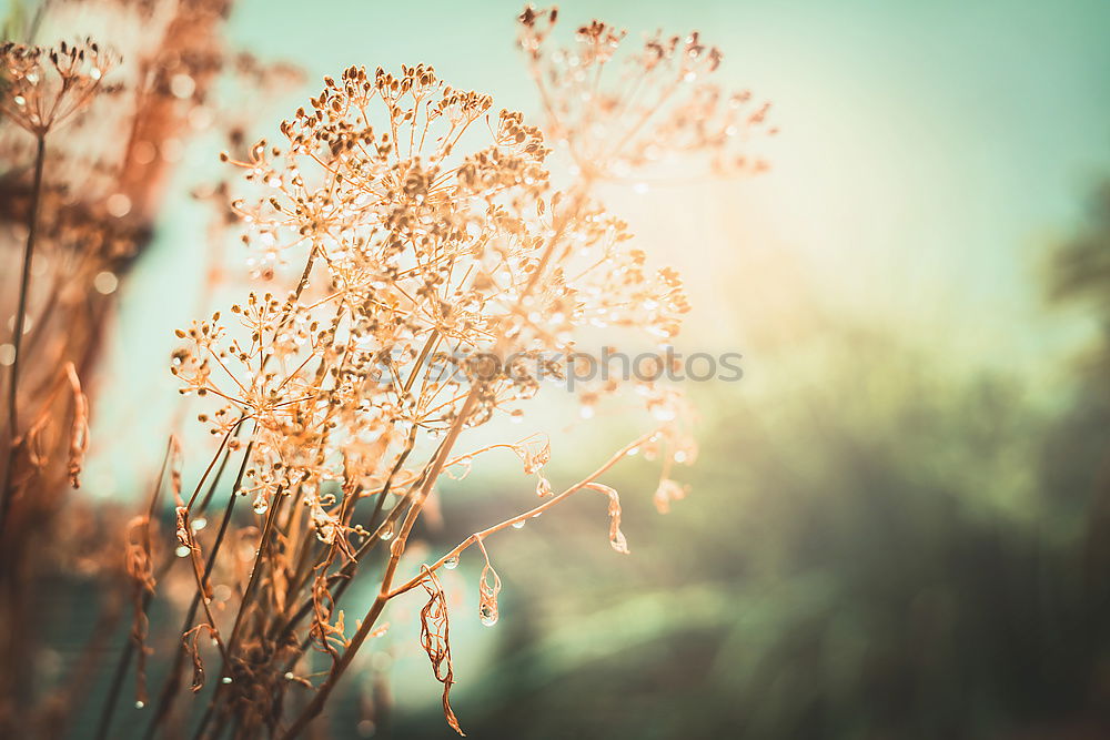 Similar – grass Grass Stamen Pollen