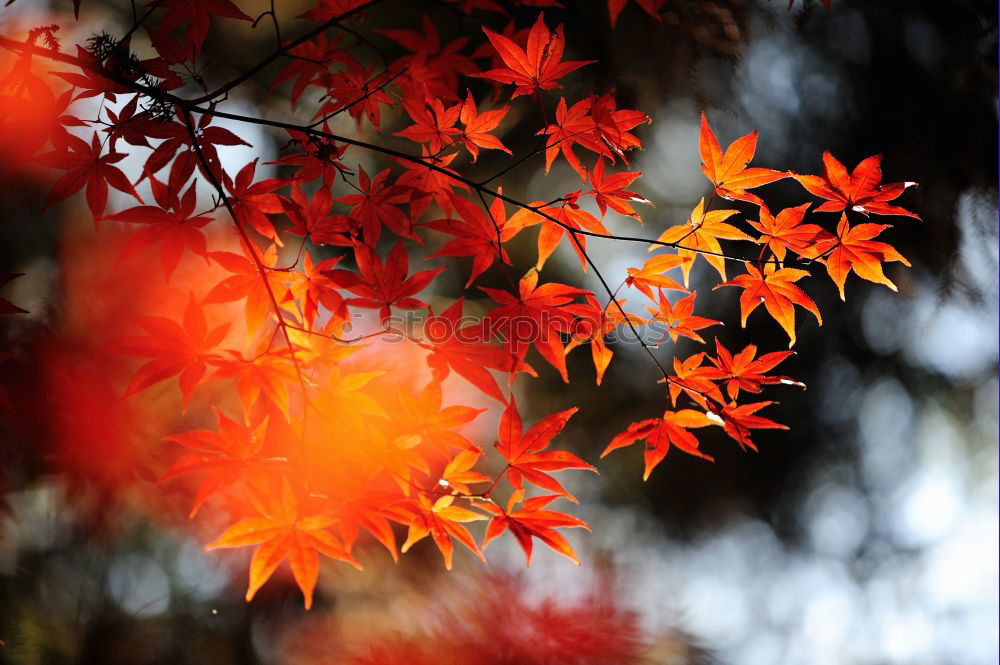 Similar – autumn foliage Red