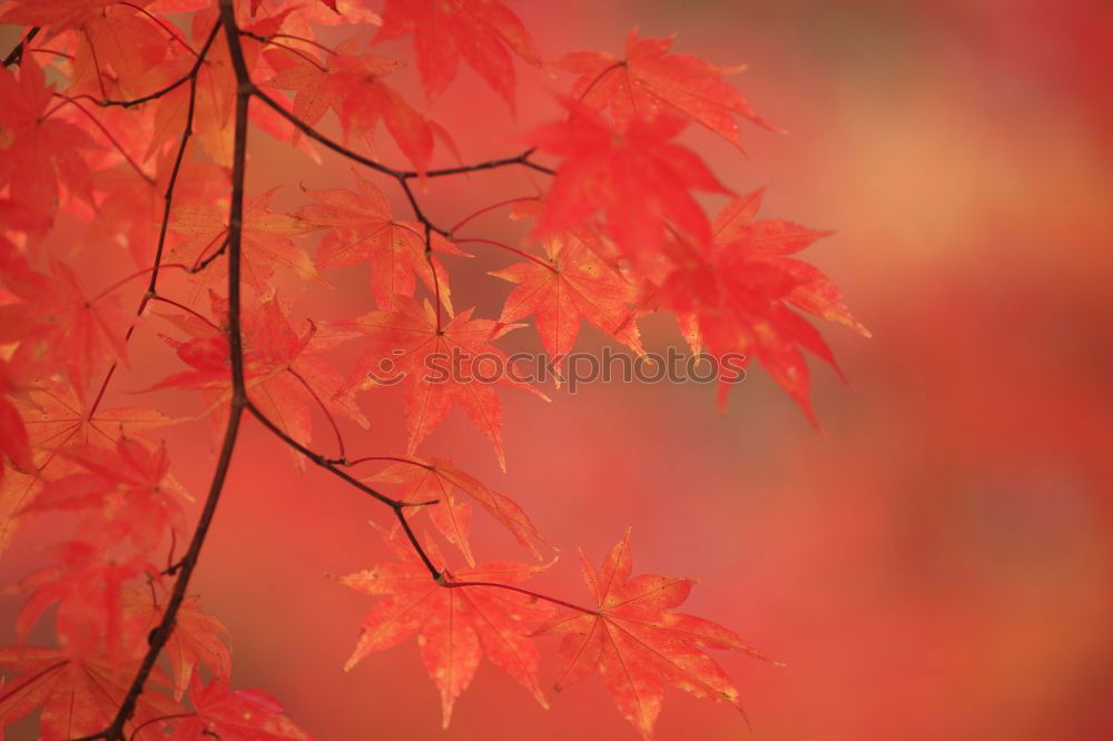 Similar – Image, Stock Photo Orange-red wig shrub