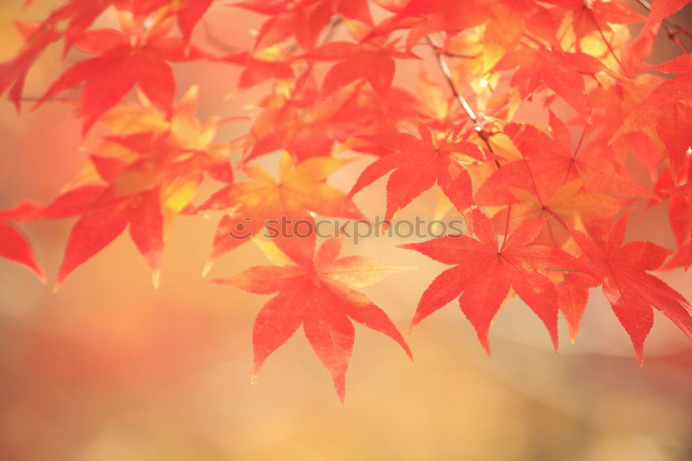 Similar – Image, Stock Photo wild wine in autumn colours