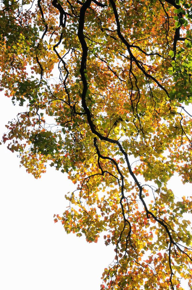 Blätterdächer Baum Blatt