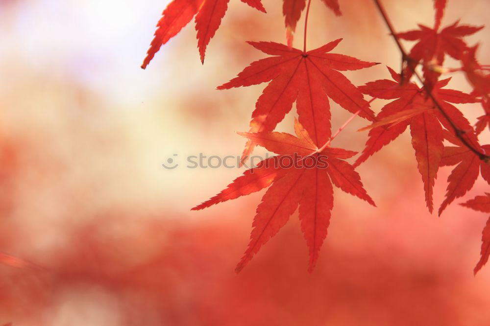 Similar – Image, Stock Photo bright orange Environment