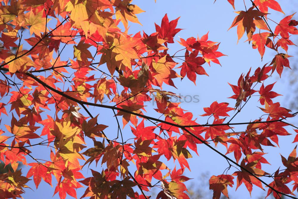 Similar – Foto Bild Herbstlaub / Buntes verlässt den Hintergrund