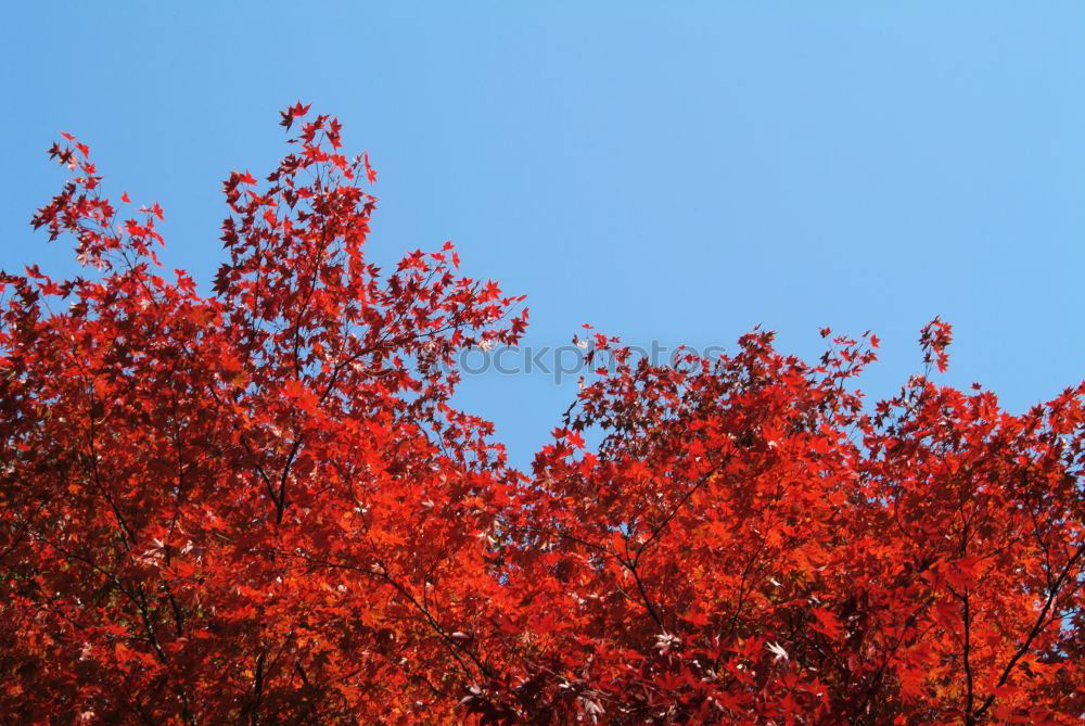 Similar – Maple tree with red autumn leaves against the blue sky