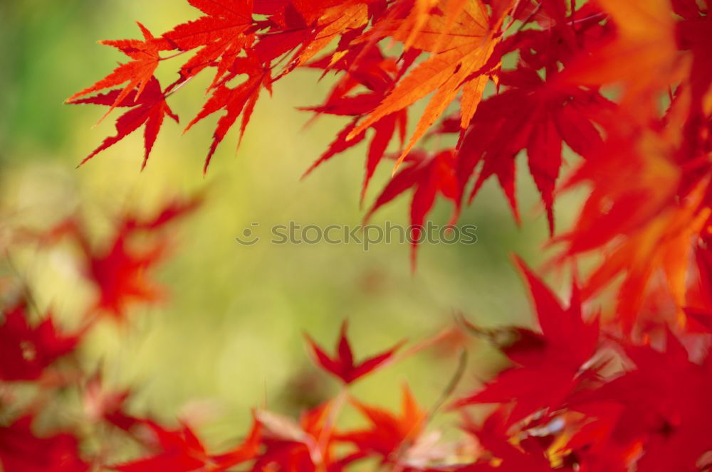 Similar – Image, Stock Photo Japanese ornamental maple