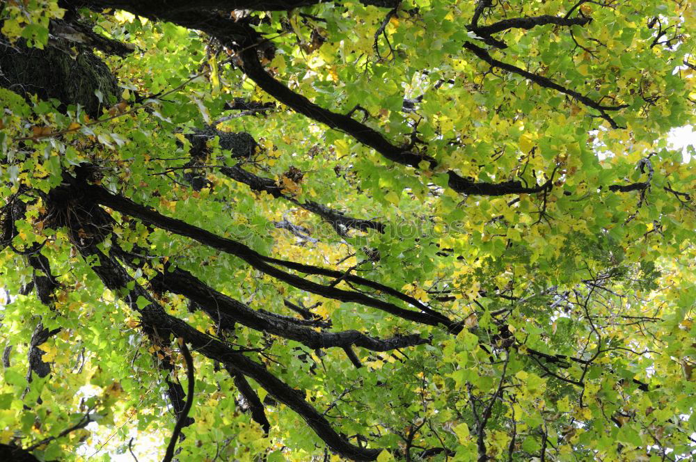 Similar – Blätterdächer Baum Blatt