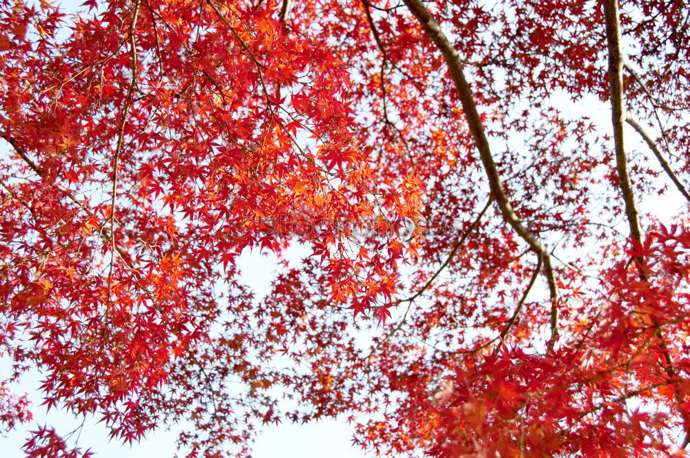 Similar – maple photo Nature Spring