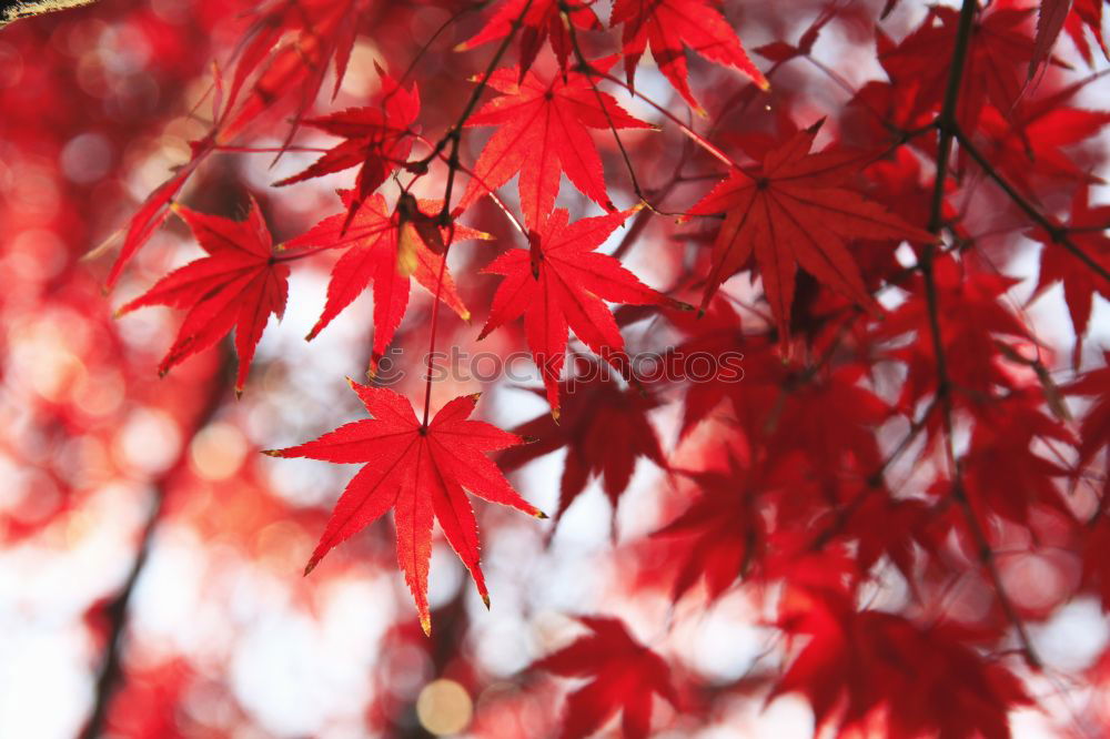 Similar – maple photo Nature Spring