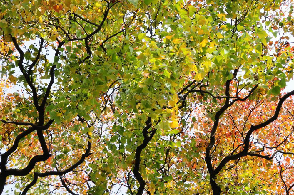 Similar – Blätterdächer Baum Blatt