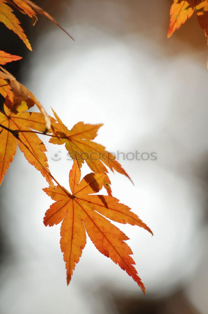 Similar – Autumn Nature Sky Bushes