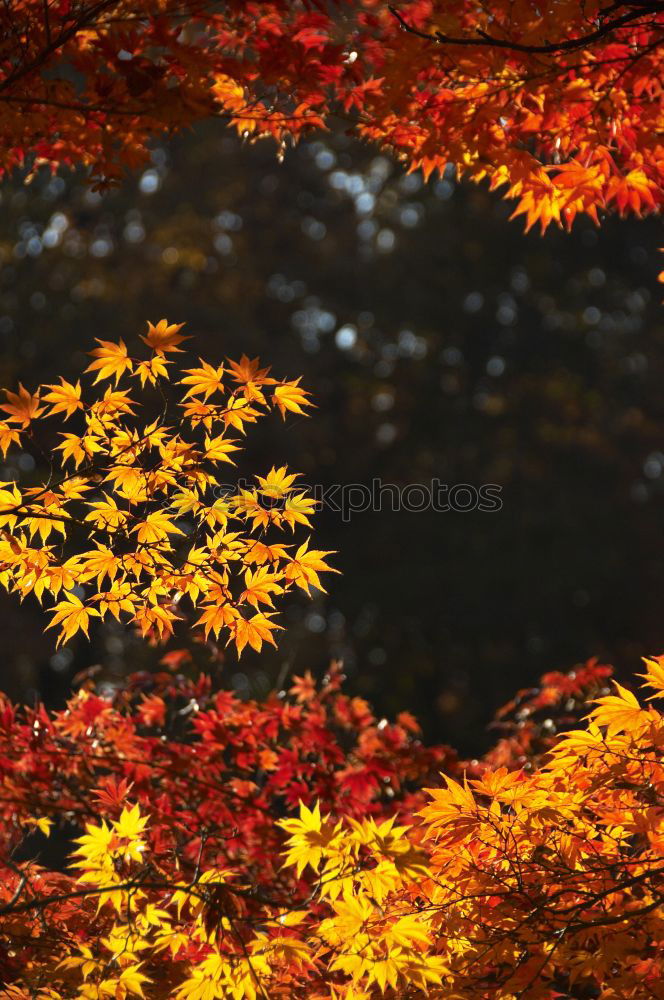 Similar – plane tree in the evening/autumn