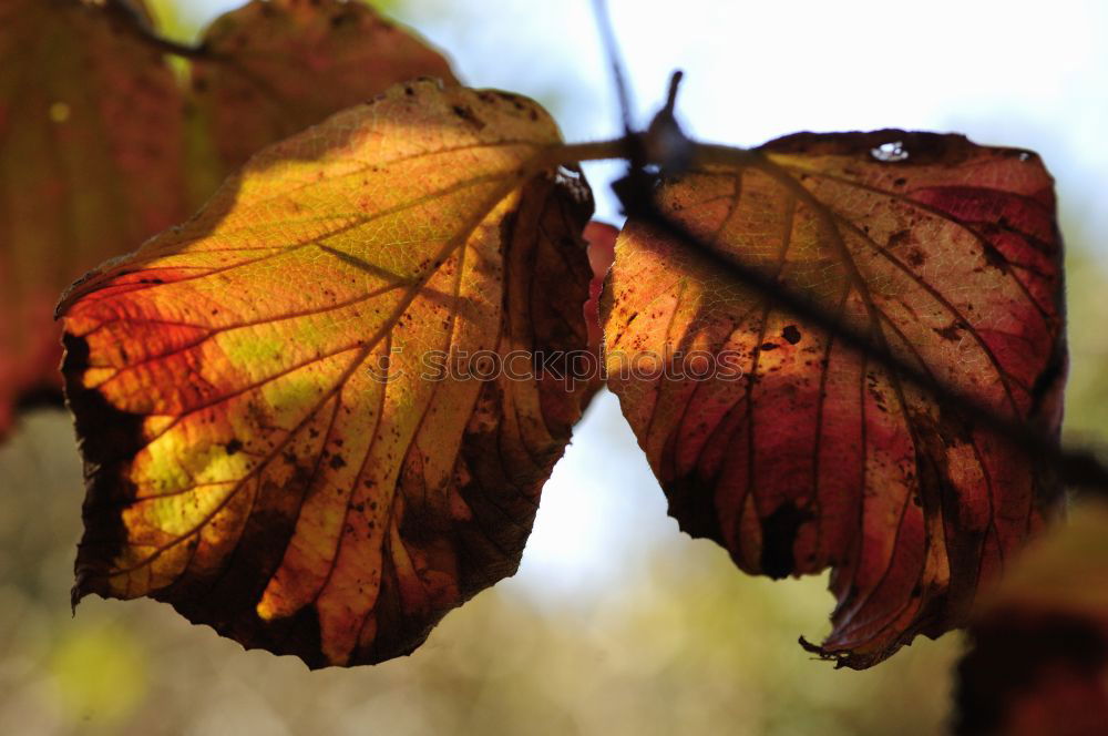 Similar – Image, Stock Photo Spring funnel II Nature