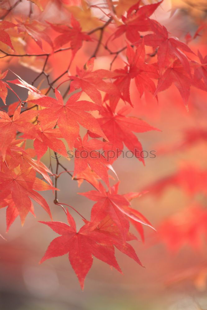 Similar – Image, Stock Photo wild wine in autumn colours