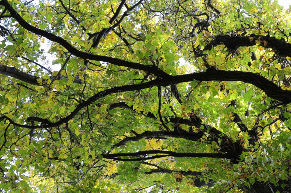 Similar – Image, Stock Photo oak finger Environment