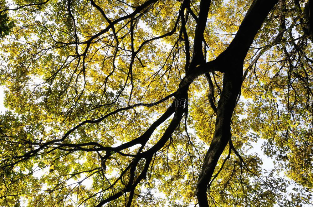 branches Nature Autumn